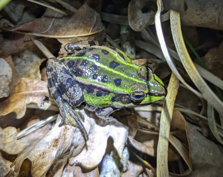 GRENOUILLE VERTE. Confiance en mon mimétisme.THIRIOUX VALÈRE